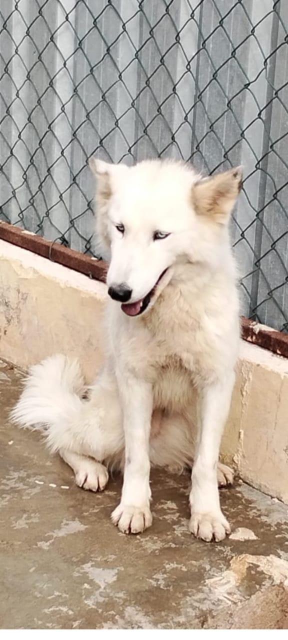 Donut, meravigliosa Husky Foto 9